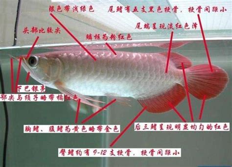 合立 紅龍幼魚